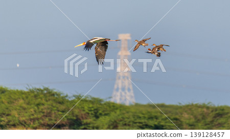 Painted stork and ducks in flight over Mannar, Sri Lanka. Coastal greenery and a distant powerline tower in a soft blue sky Painted stork and ducks in flight over Mannar, Sri Lanka. Coastal greenery and a distant powerline tower in a soft blue sky 139128457