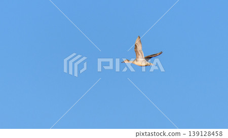 Northern pintail duck flying against a clear blue sky backdrop. Northern pintail duck flying against a clear blue sky backdrop. 139128458