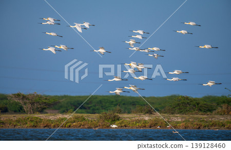 Flock of Eurasian spoonbills in flight over Mannar lagoon, Sri Lanka. Migratory bird wildlife in a wetland landscape Flock of Eurasian spoonbills in flight over Mannar lagoon, Sri Lanka. Migratory bird wildlife in a wetland landscape 139128460