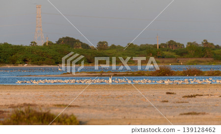 Flock of gulls resting over Mannar lagoon, Sri Lanka. Sandbar, shallow water, and lush green coastal wetland background in warm evening light Flock of gulls resting over Mannar lagoon, Sri Lanka. Sandbar, shallow water, and lush green coastal wetland background in warm evening light 139128462