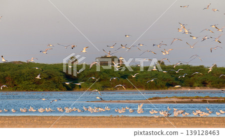 Flock of terns flying and resting over Mannar lagoon, Sri Lanka. Sandbar, shallow water, and lush green coastal wetland background in warm evening light Flock of terns flying and resting over Mannar lagoon, Sri Lanka. Sandbar, shallow water, and lush green coastal wetland background in warm evening light 139128463