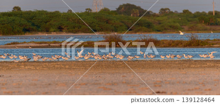 Flock of gulls resting over Mannar lagoon, Sri Lanka. Sandbar, shallow water, and lush green coastal wetland background in warm evening light 139128464