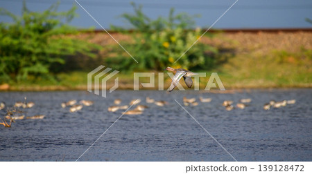 Garganey duck in flight over Mannar Lagoon, Sri Lanka. Lush green wetland background in golden light Garganey duck in flight over Mannar Lagoon, Sri Lanka. Lush green wetland background in golden light 139128472