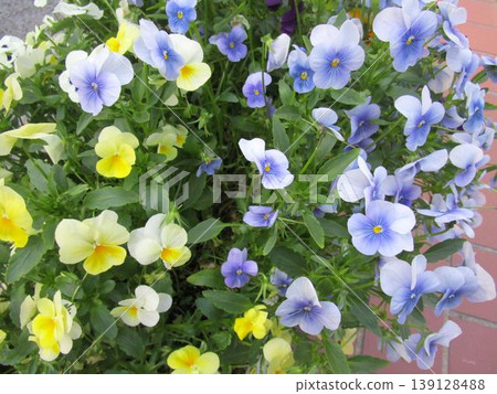 色彩艷麗的三色堇（堇菜）花 139128488