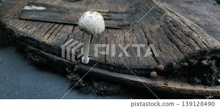 Small White Fungus Growing on the Surface of Rotten Wood Small White Fungus Growing on the Surface of Rotten Wood 139128490