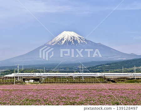 Shinkansen bullet train and Mount Fuji as seen from a flower field. Shinkansen bullet train and Mount Fuji as seen from a flower field. 139128497