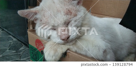 Sick White Cat Resting in a Cardboard Box Sick White Cat Resting in a Cardboard Box 139128794
