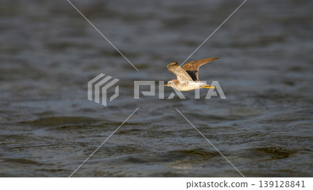 Wood sandpiper in flight over the lagoon waters at Mannar, Sri Lanka. Wood sandpiper in flight over the lagoon waters at Mannar, Sri Lanka. 139128841