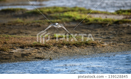 Tern hovering over a lagoon with mudflats and a coastal wetland background in soft natural light Tern hovering over a lagoon with mudflats and a coastal wetland background in soft natural light 139128845