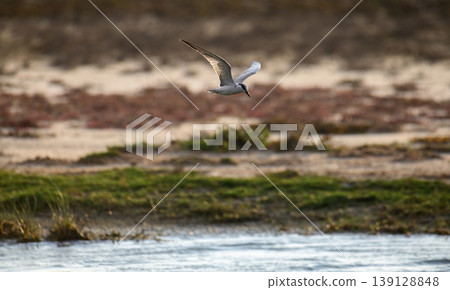 Tern hovering over a lagoon with mudflats and a coastal wetland background in soft natural light Tern hovering over a lagoon with mudflats and a coastal wetland background in soft natural light 139128848
