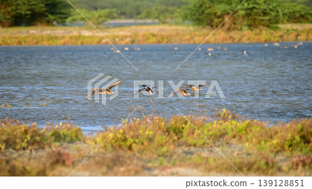 Northern shoveler ducks in flight over Mannar lagoon 139128851