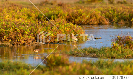 Little stint foraging in shallow waters at Mannar, Sri Lanka. Soft golden light reflections and natural lagoon habitat Little stint foraging in shallow waters at Mannar, Sri Lanka. Soft golden light reflections and natural lagoon habitat 139128854