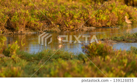 Little stint foraging in shallow waters at Mannar, Sri Lanka. Soft golden light reflections and natural lagoon habitat Little stint foraging in shallow waters at Mannar, Sri Lanka. Soft golden light reflections and natural lagoon habitat 139128855