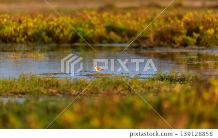 Little stint foraging in shallow waters at Mannar, Sri Lanka. Soft golden light reflections and natural lagoon habitat 139128858