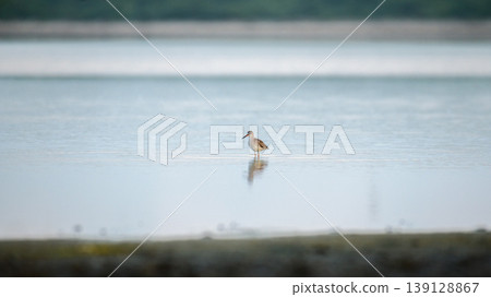 Common redshank wading alone in a shallow lagoon at Mannar, Sri Lanka. Soft reflections and minimal, serene wetland background Common redshank wading alone in a shallow lagoon at Mannar, Sri Lanka. Soft reflections and minimal, serene wetland background 139128867