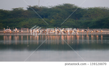 Flock of greater flamingos foraging in shallow waters at Mannar lagoon, Sri Lanka. Coastal scrub and calm reflective water under soft morning light Flock of greater flamingos foraging in shallow waters at Mannar lagoon, Sri Lanka. Coastal scrub and calm reflective water under soft morning light 139128870