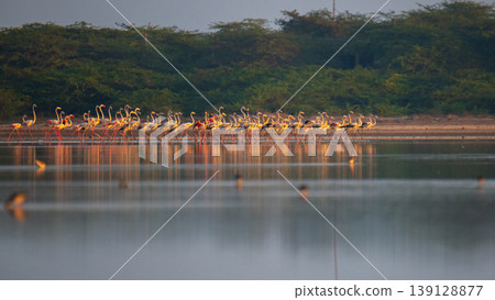 Flock of greater flamingos foraging in shallow waters at Mannar lagoon, Sri Lanka. Coastal scrub and calm reflective water under soft morning light 139128877