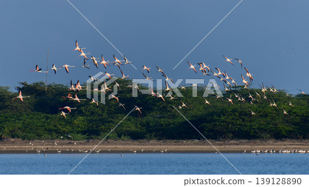 Flock of flamingos flying over Mannar lagoon, Sri Lanka. Coastal sandbar and lush green mangrove background under a clear blue sky Flock of flamingos flying over Mannar lagoon, Sri Lanka. Coastal sandbar and lush green mangrove background under a clear blue sky 139128890