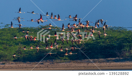 Flock of flamingos flying over Mannar lagoon, Sri Lanka. Coastal sandbar and lush green mangrove background under a clear blue sky Flock of flamingos flying over Mannar lagoon, Sri Lanka. Coastal sandbar and lush green mangrove background under a clear blue sky 139128892