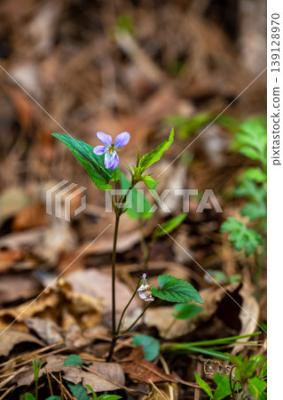 Viola longiflora blooming on the side of the road 139128970