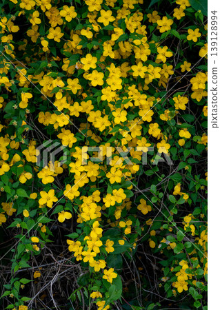 Many Japanese kerria flowers in bloom Many Japanese kerria flowers in bloom 139128994