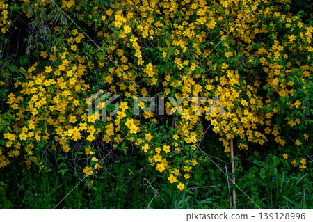 Many Japanese kerria flowers in bloom 139128996