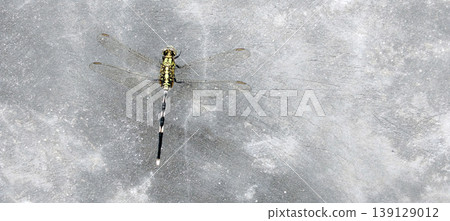Dragonfly on Concrete Surface with Transparent Wing Detail Dragonfly on Concrete Surface with Transparent Wing Detail 139129012