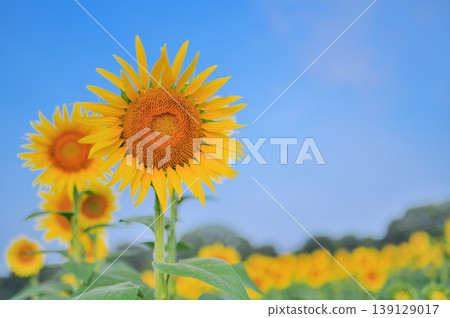 Sunflowers blooming under the summer sky and refreshing natural scenery Sunflowers blooming under the summer sky and refreshing natural scenery 139129017