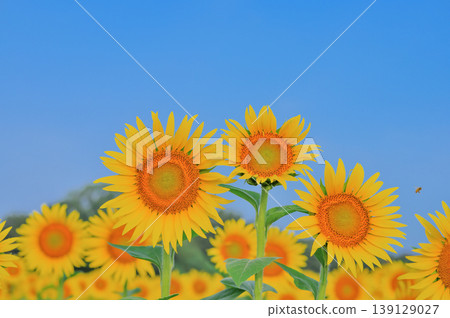 Sunflowers blooming under the summer sky and refreshing natural scenery Sunflowers blooming under the summer sky and refreshing natural scenery 139129027