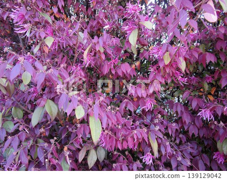 Close-up of the leaves and flowers of Loropetalum chinense. Close-up of the leaves and flowers of Loropetalum chinense. 139129042