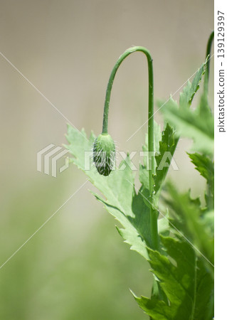 罌粟花蕾 罌粟花蕾 139129397