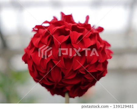 Red dahlia Red dahlia 139129481