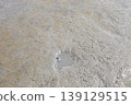 近距離拍攝生活在有明海潮灘上的彈塗魚 139129515