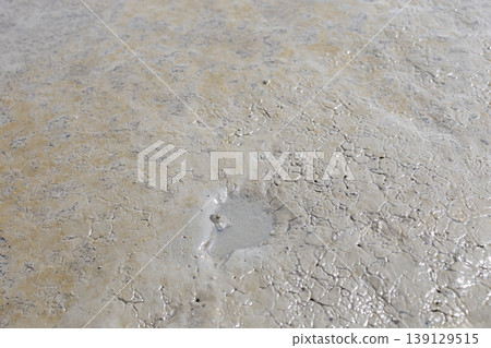 Close-up of a mudskipper living in the tidal flats of the Ariake Sea 139129515