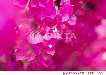 Bougainvillea in full bloom Bougainvillea in full bloom 139129721