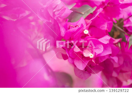 Bougainvillea in full bloom Bougainvillea in full bloom 139129722