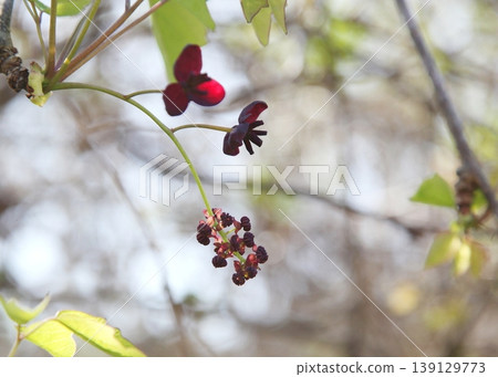Akebia flowers are monoecious (having both male and female flowers on the same plant). 139129773