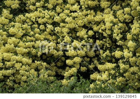 Mockedbara (yellow) Mockedbara (yellow) 139129845