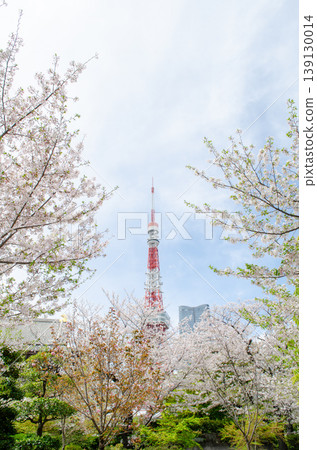 櫻花盛開,東京鐵塔聳立,美麗的春日景色,豎立 櫻花盛開,東京鐵塔聳立,美麗的春日景色,豎立 139130014