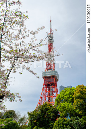 櫻花盛開,東京鐵塔聳立,美麗的春日景色,豎立 櫻花盛開,東京鐵塔聳立,美麗的春日景色,豎立 139130015