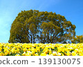 yellow flowers against the blue sky 139130075