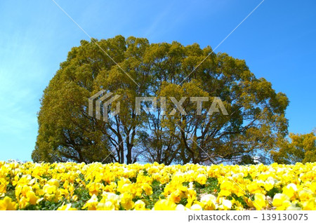 黃色的花朵襯托著藍天 黃色的花朵襯托著藍天 139130075