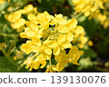 Yellow flower 139130076