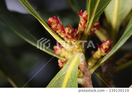 Nature, Plants, Myrica rubra, Female flower. A cylindrical inflorescence about 10 mm in diameter holds many small, petal-less flowers, with a conspicuously forked red pistil. 139130119