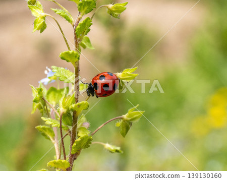 Ladybug perched on a wild flower Ladybug perched on a wild flower 139130160