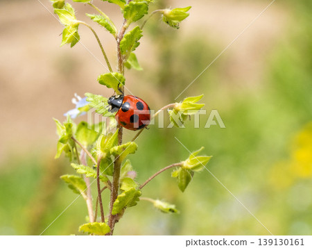 Ladybug perched on a wild flower Ladybug perched on a wild flower 139130161