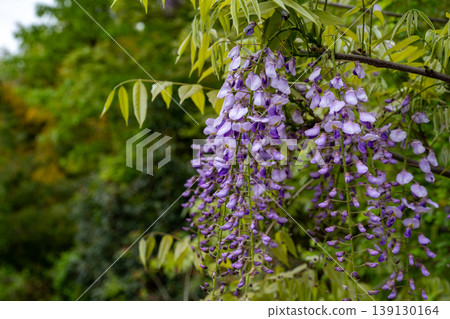 Wisteria flowers Wisteria flowers 139130164