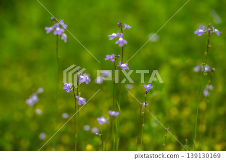 Blue toadflax flowers Blue toadflax flowers 139130169