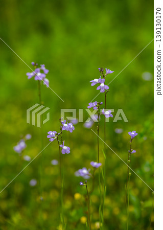 Blue toadflax flowers Blue toadflax flowers 139130170