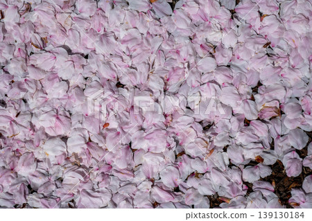 Many cherry blossom petals have fallen to the ground. Many cherry blossom petals have fallen to the ground. 139130184